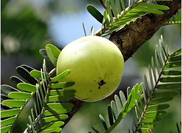 Amla health benefits uses and facts