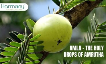 AMLA –  THE HOLY DROPS OF AMRUTHA