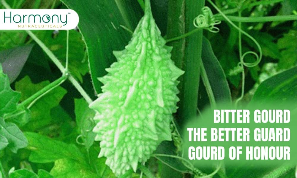 BITTER GOURD – THE BETTER GUARD – THE “GOURD OF HONOUR”