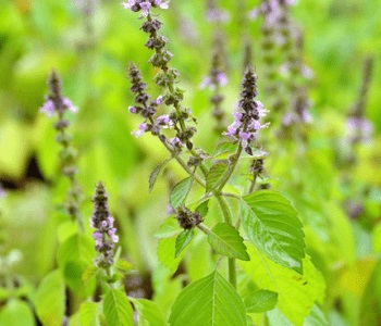 TULSI HOLY BASIL WHAT ARE THE TYPES HEALTH BENEFITS FACTS USES