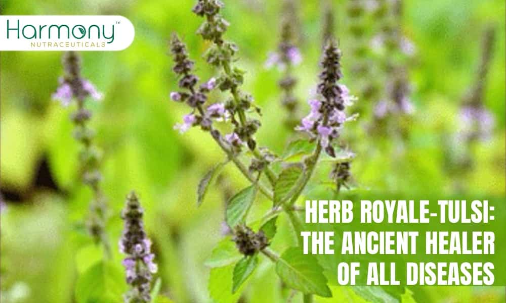 The Ancient Healer Of All Diseases: Herb Royale-Tulsi