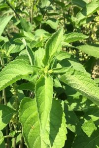Vana Tulsi - benefits of tulsi leaves and basil leaves