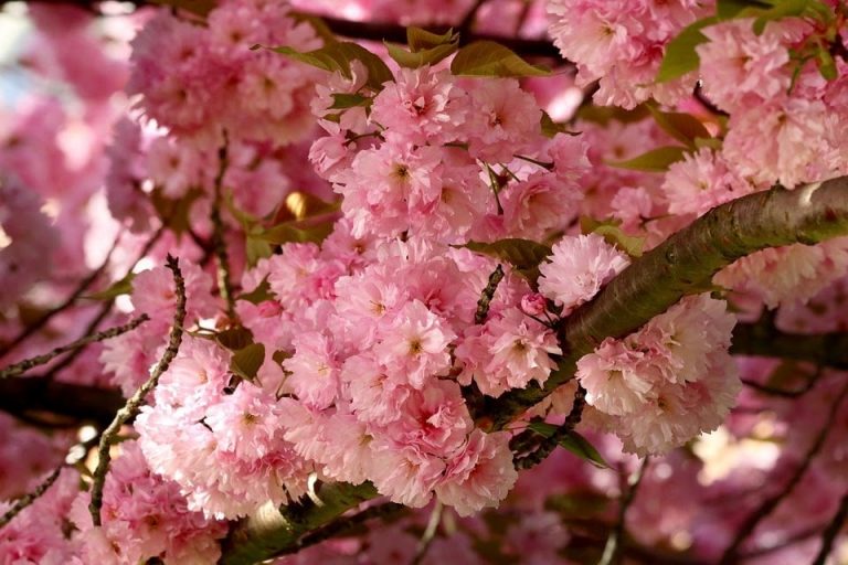 Blosson spring season