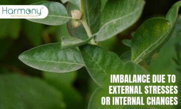 Imbalance due to external stresses or internal changes - Adaptogen’ of choice for returning to balance - Ashwagandha: