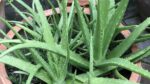 Aloe & Beyond™ - Image 6