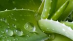 Aloe & Beyond™ - Image 7
