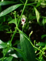 Andrographis Supreme (Kalmegh) - Image 5