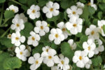 Neuropa™ (Bacopa) - Image 5