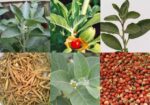 Ashwin™ (Supreme Ashwagandha) - Image 5