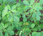 Fenugreek Supreme - Image 3
