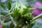 Tribulus/Gokshuru Supreme - Image 3