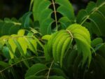 Neem Supreme - Image 4