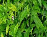 Mahasudarshan Ghanvati Capsules (Mega Shield) - Image 5