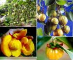 Garcinia Supreme - Image 3