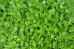 Gotu Kola Supreme™ - Image 5