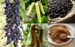 Elate – Mucuna Supreme - Image 4