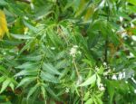 Neem Supreme - Image 5