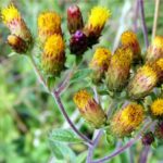 Jatamansi Supreme-Spikenard (ZenZone™) - Image 6