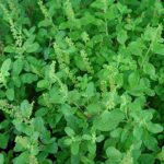 Tulsi & Beyond - Image 4