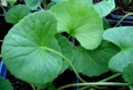 Gotu Kola Supreme™ - Image 4