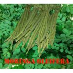 Moringa Supreme - Image 3