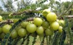 Amla Supreme (Pure Amalaki) - Image 5