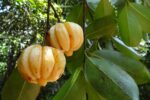 Garcinia Supreme - Image 4