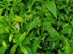 Andrographis Supreme (Kalmegh) - Image 6