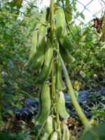 Elate – Mucuna Supreme - Image 5