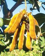 Elate – Mucuna Supreme - Image 6