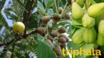 Guggul: Trifala (Metabolic & Detox Harmony) - Image 4