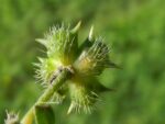 Tribulus/Gokshuru Supreme - Image 4