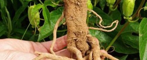Ashwagandha-HN-3